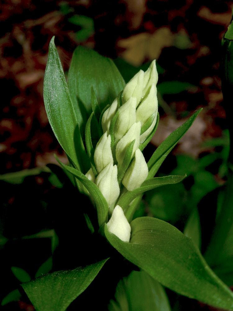 Image of Cephalanthera damasonium specimen.