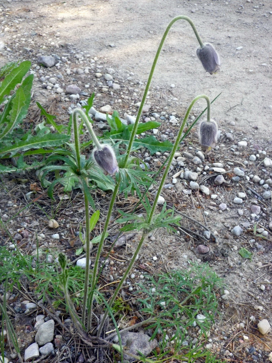 Изображение особи Pulsatilla pratensis.