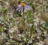 Erigeron flaccidus