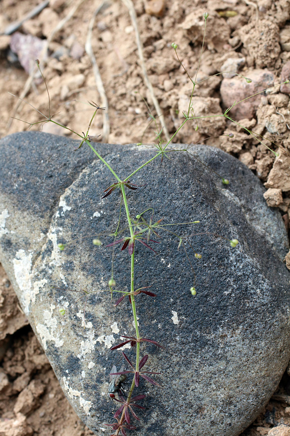 Изображение особи Galium tenuissimum.