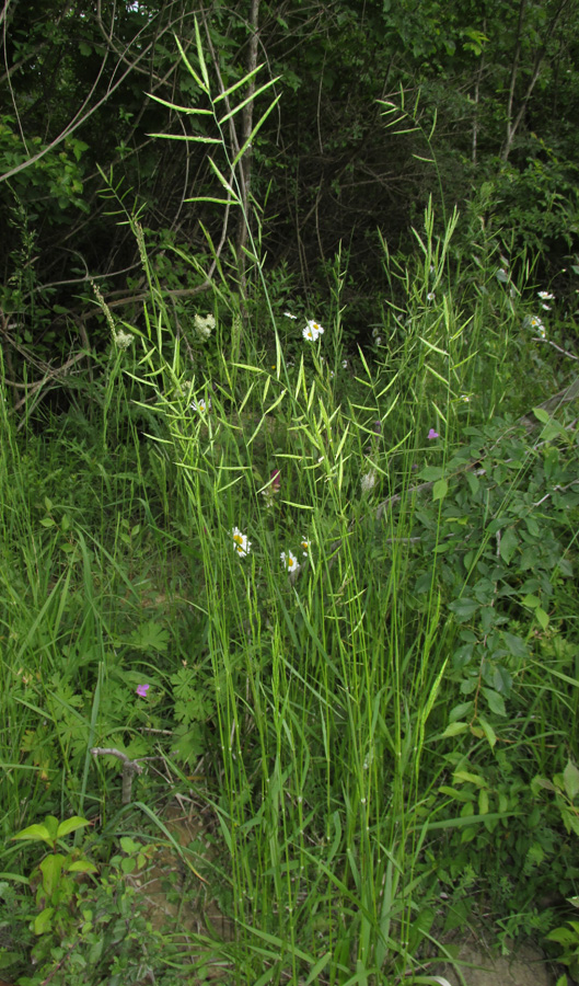 Image of Brachypodium pinnatum specimen.