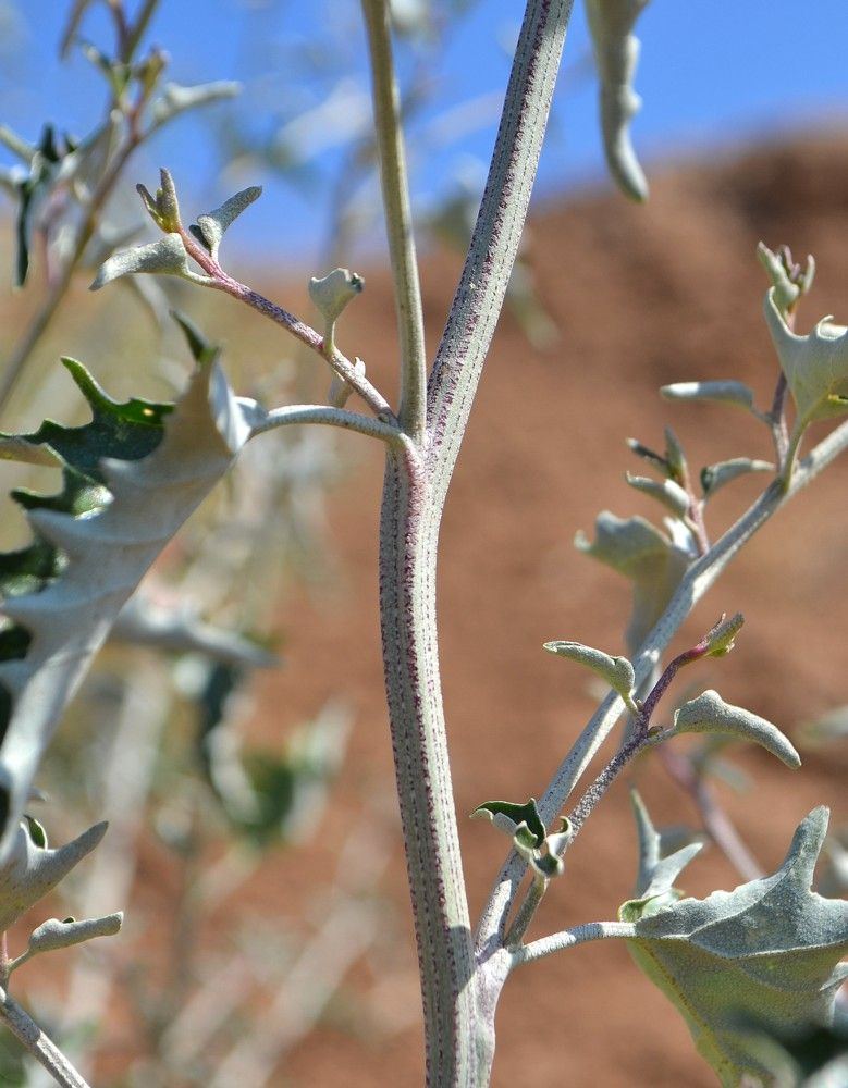 Изображение особи Atriplex aucheri.