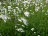 Eriophorum komarovii. Верхушка побега с соплодием. Приморье, Находкинский городской округ, окр. пос. Ливадия, заболоченный луг. 04.07.2016.