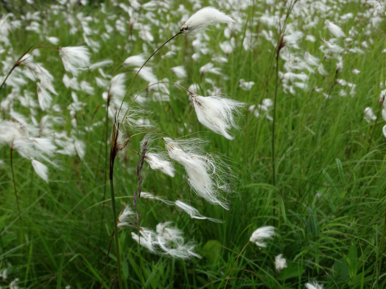 Изображение особи Eriophorum komarovii.