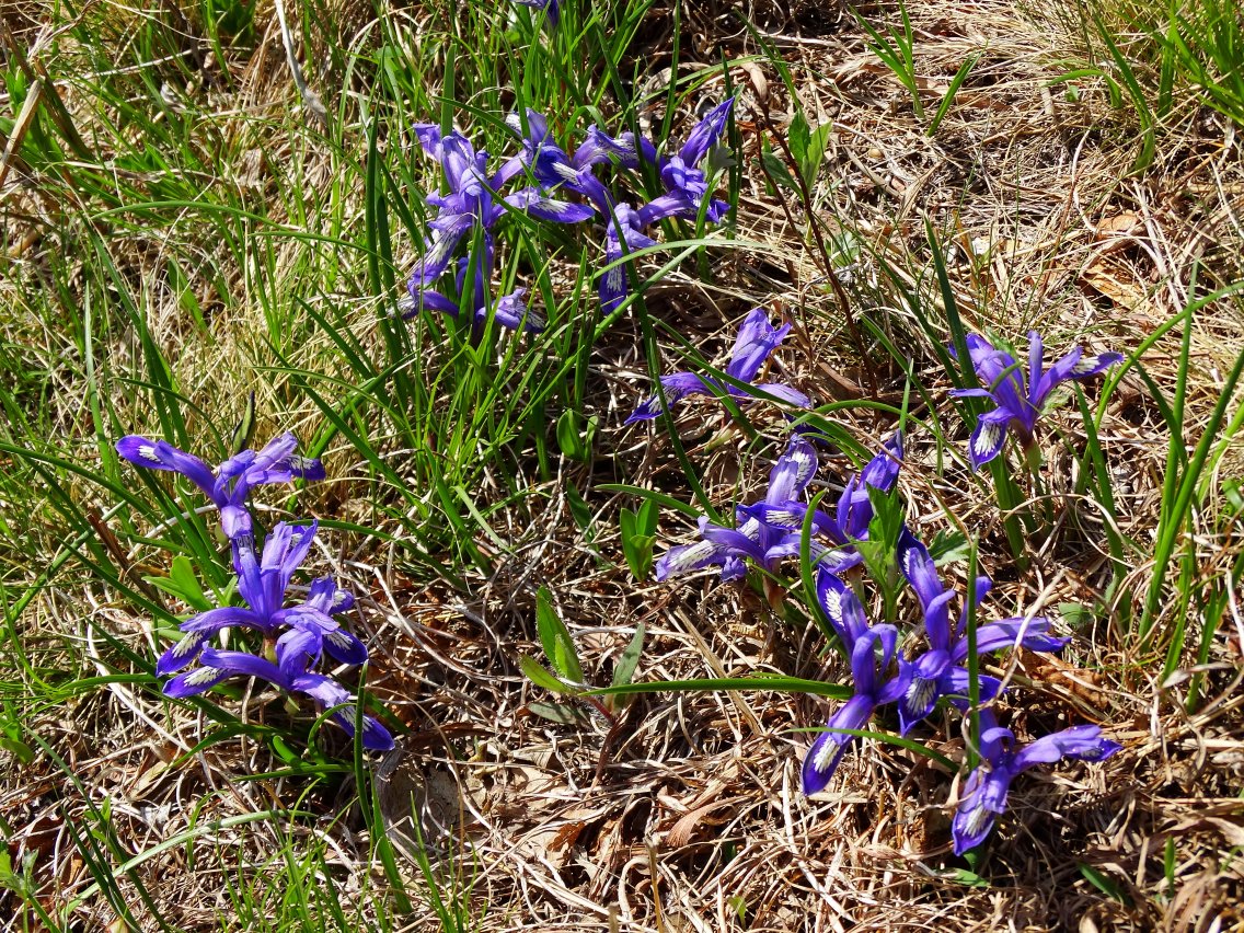 Изображение особи Iris uniflora.