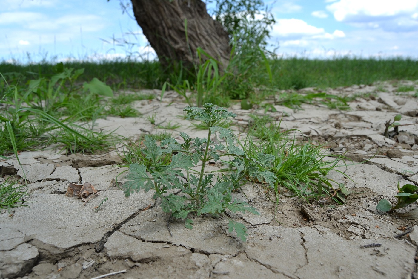 Image of Verbena officinalis specimen.