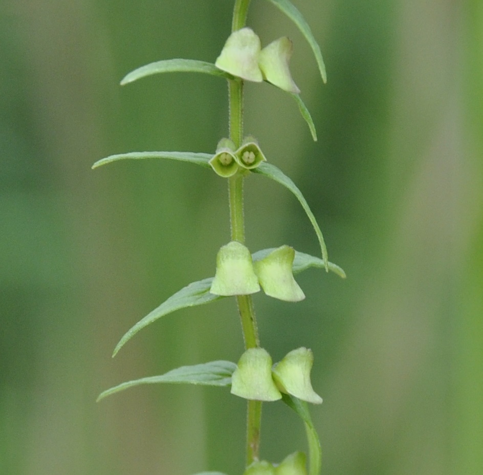 Image of Scutellaria galericulata specimen.