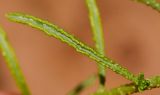Haplophyllum tuberculatum