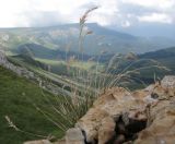 Festuca sommieri