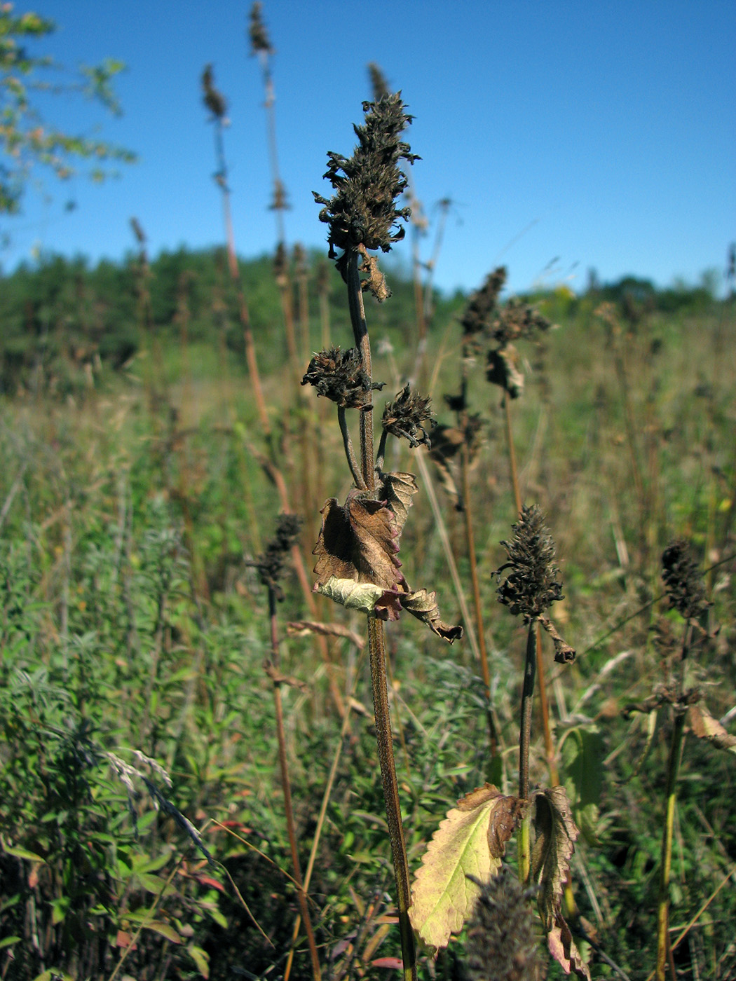 Изображение особи Betonica officinalis.