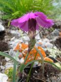 Dianthus versicolor