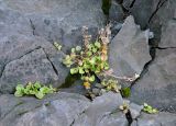 Cochlearia officinalis