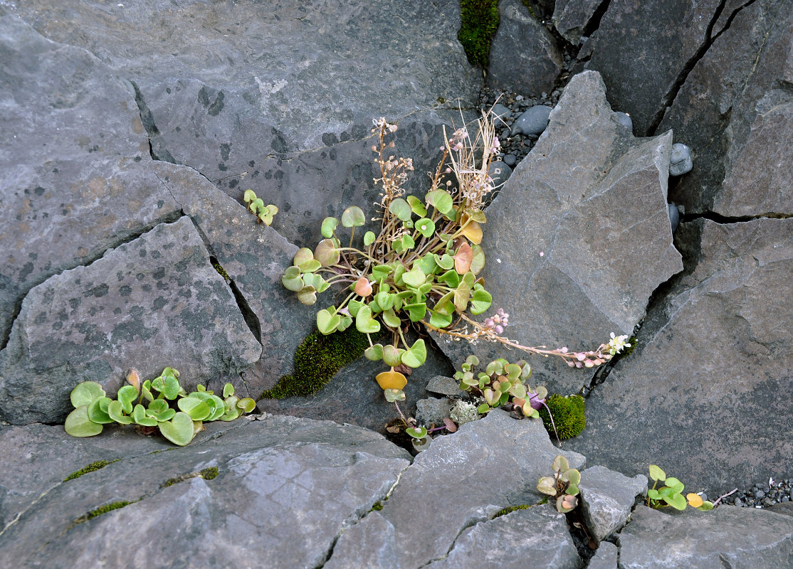 Image of Cochlearia officinalis specimen.