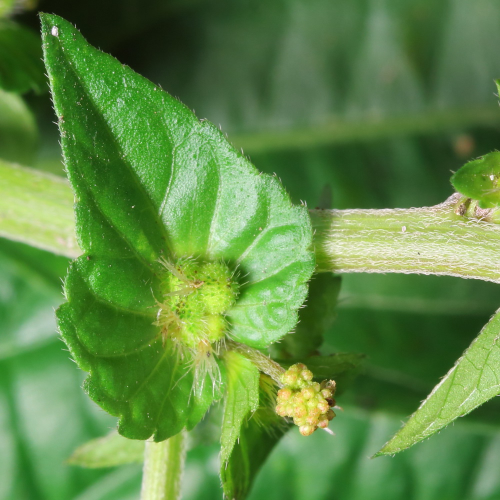 Изображение особи Acalypha australis.