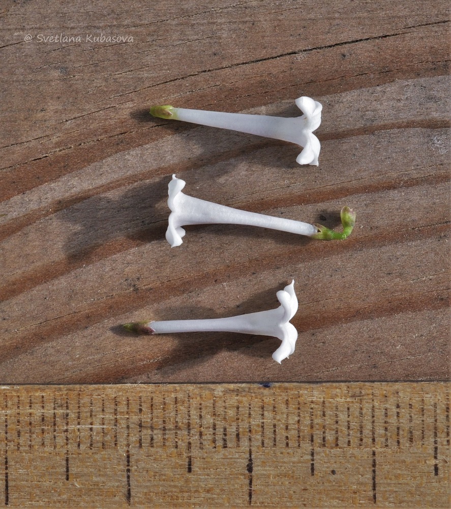 Image of Syringa pubescens ssp. patula specimen.