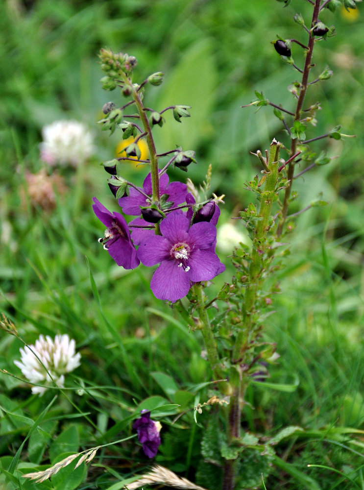 Изображение особи Verbascum phoeniceum.