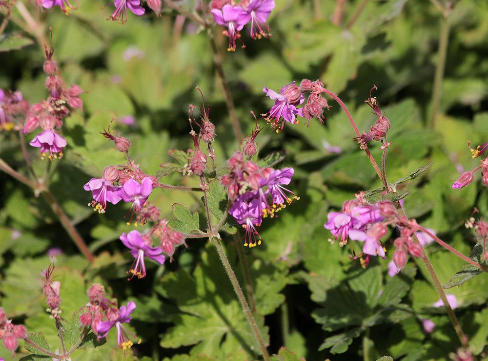 Изображение особи Geranium macrorrhizum.