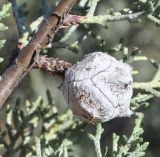 Cupressus arizonica