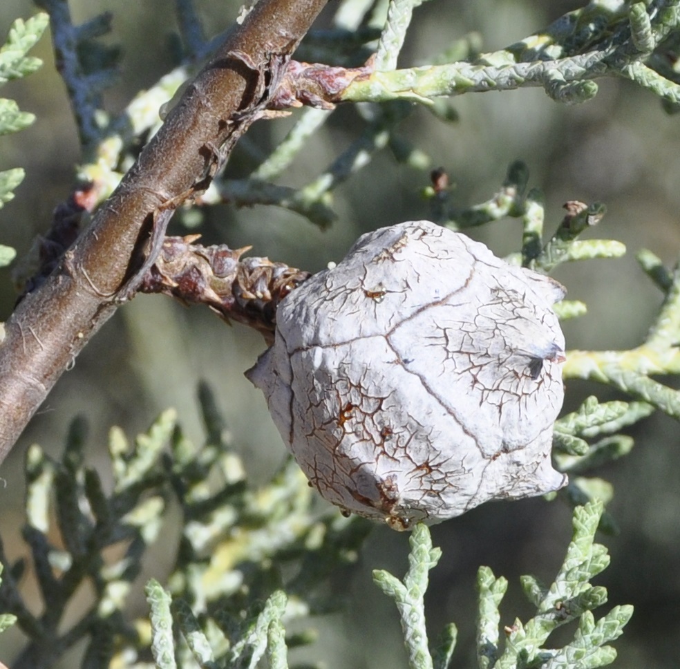 Image of Cupressus arizonica specimen.