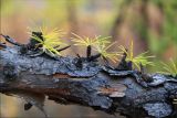 Larix cajanderi. Ветвь. Магаданская обл., Колымское нагорье, окр. пос. Ягодное. 06.09.2009.