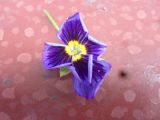 Viola wittrockiana. Цветок. Тверская обл., Весьегонск, в культуре. 6 июня 2016 г.