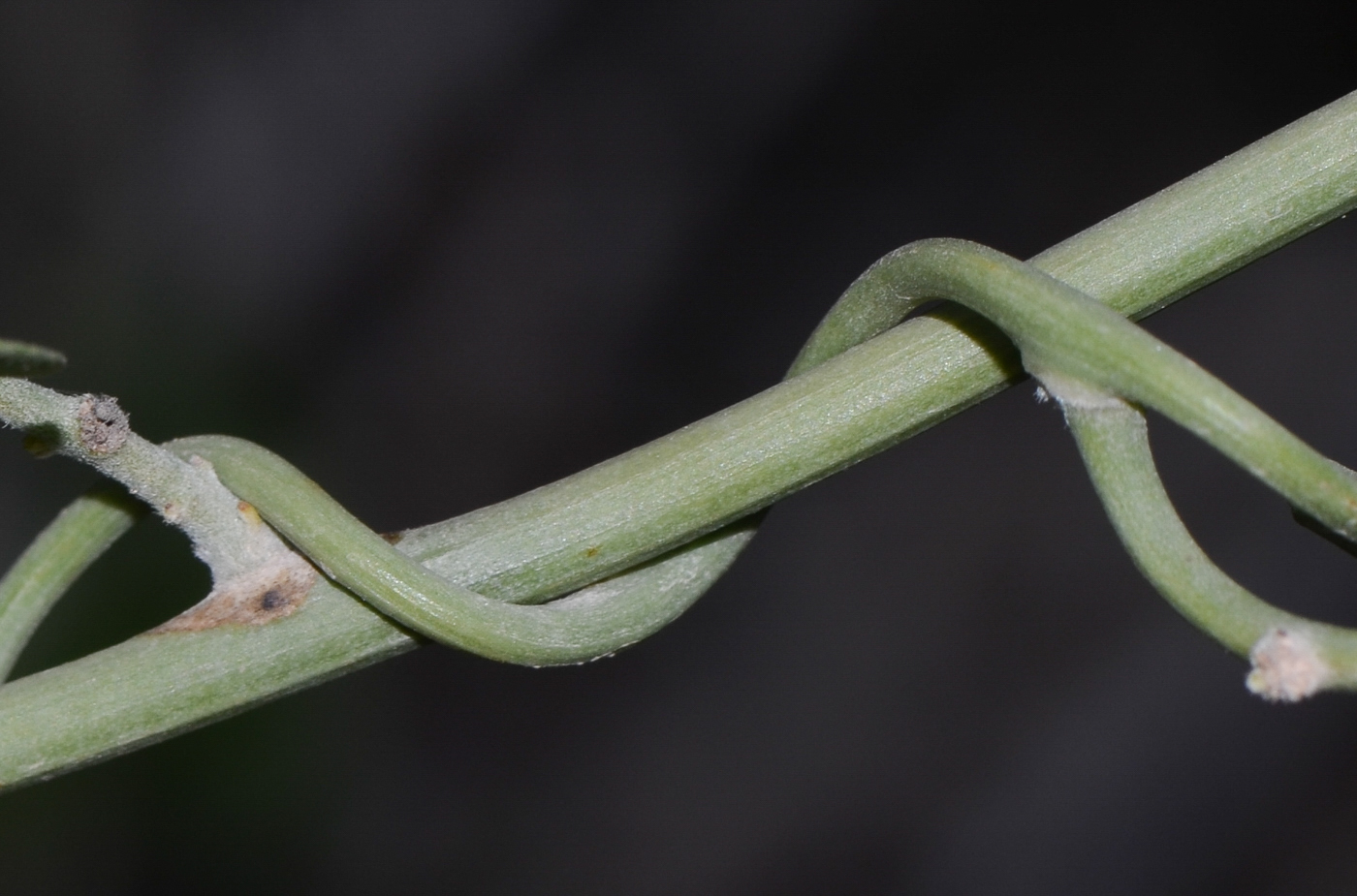 Image of Cocculus pendulus specimen.