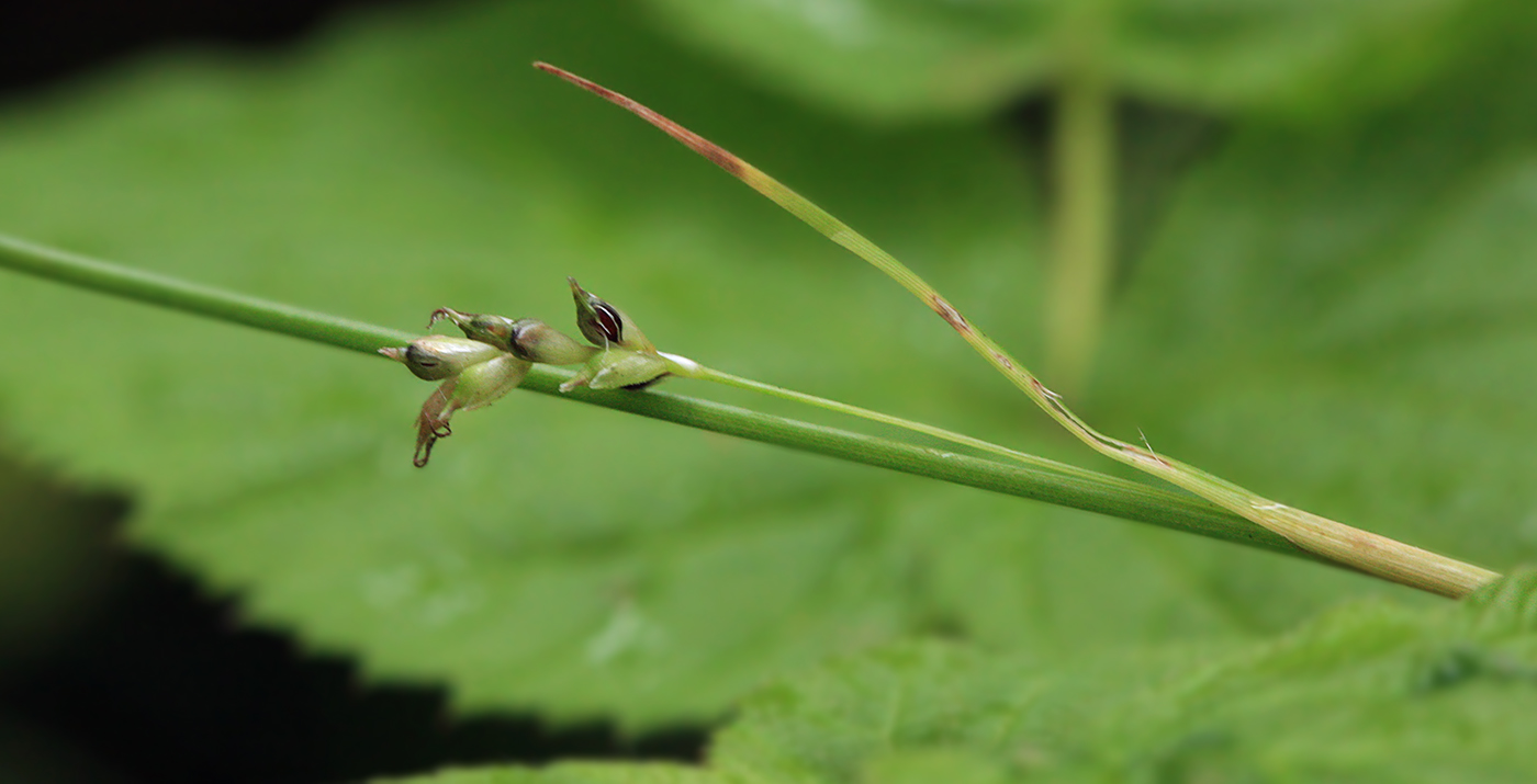 Изображение особи Carex sachalinensis.