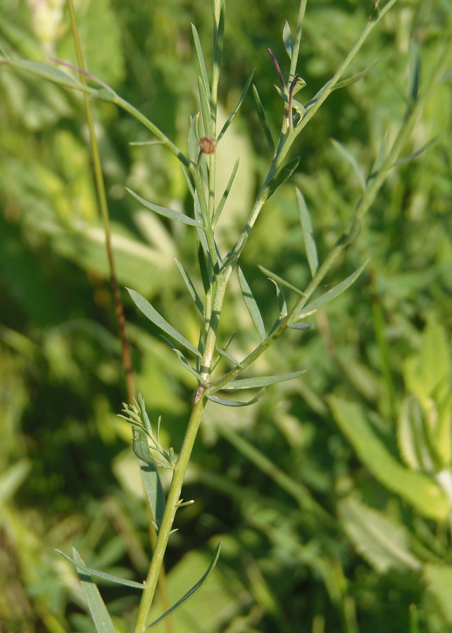 Изображение особи Linum perenne.