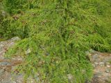 Larix cajanderi