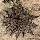 Cichorium intybus. Молодое растение с формирующимся цветоносом. Беларусь, Минская обл., Минский р-н, ост. Ждановичи, пустырь между обочиной грунтовой дороги и ольховой болотистой рощей. 05.06.2016.