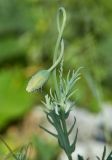 Papaver laevigatum