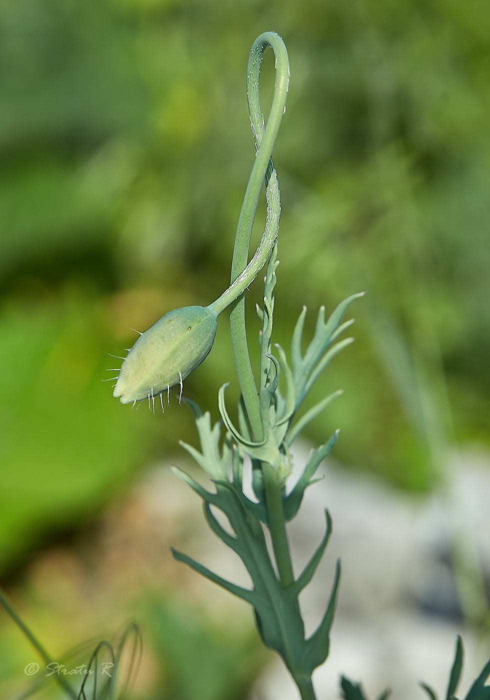 Image of Papaver laevigatum specimen.