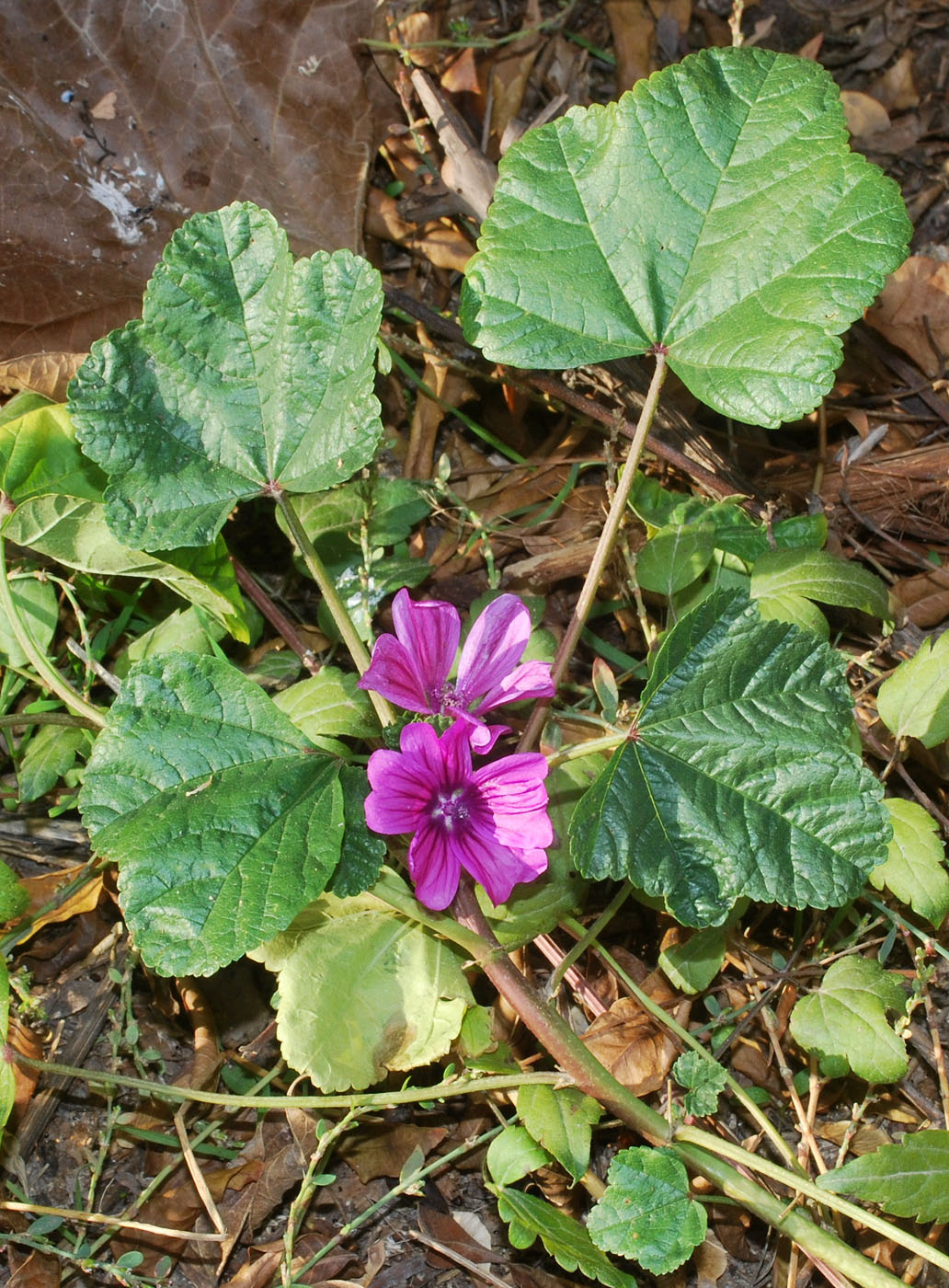 Image of Malva mauritiana specimen.