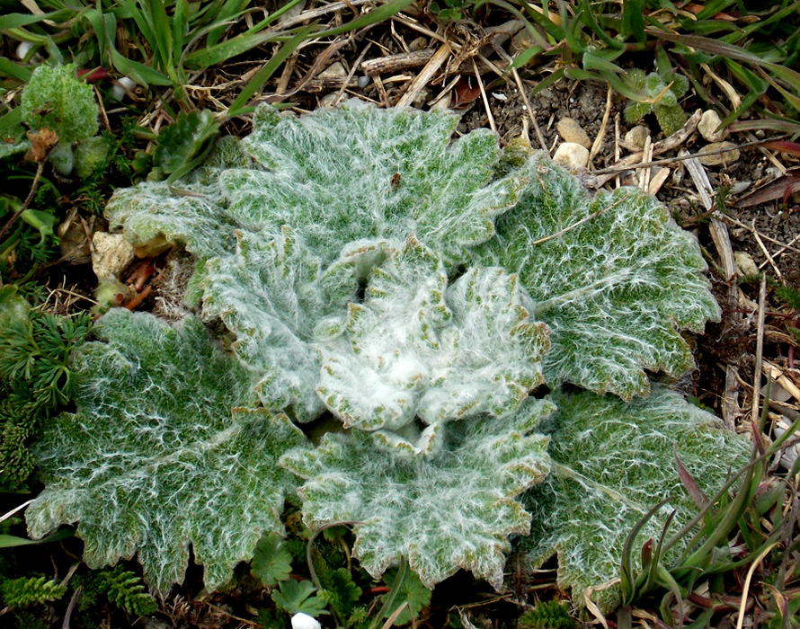 Изображение особи Salvia aethiopis.