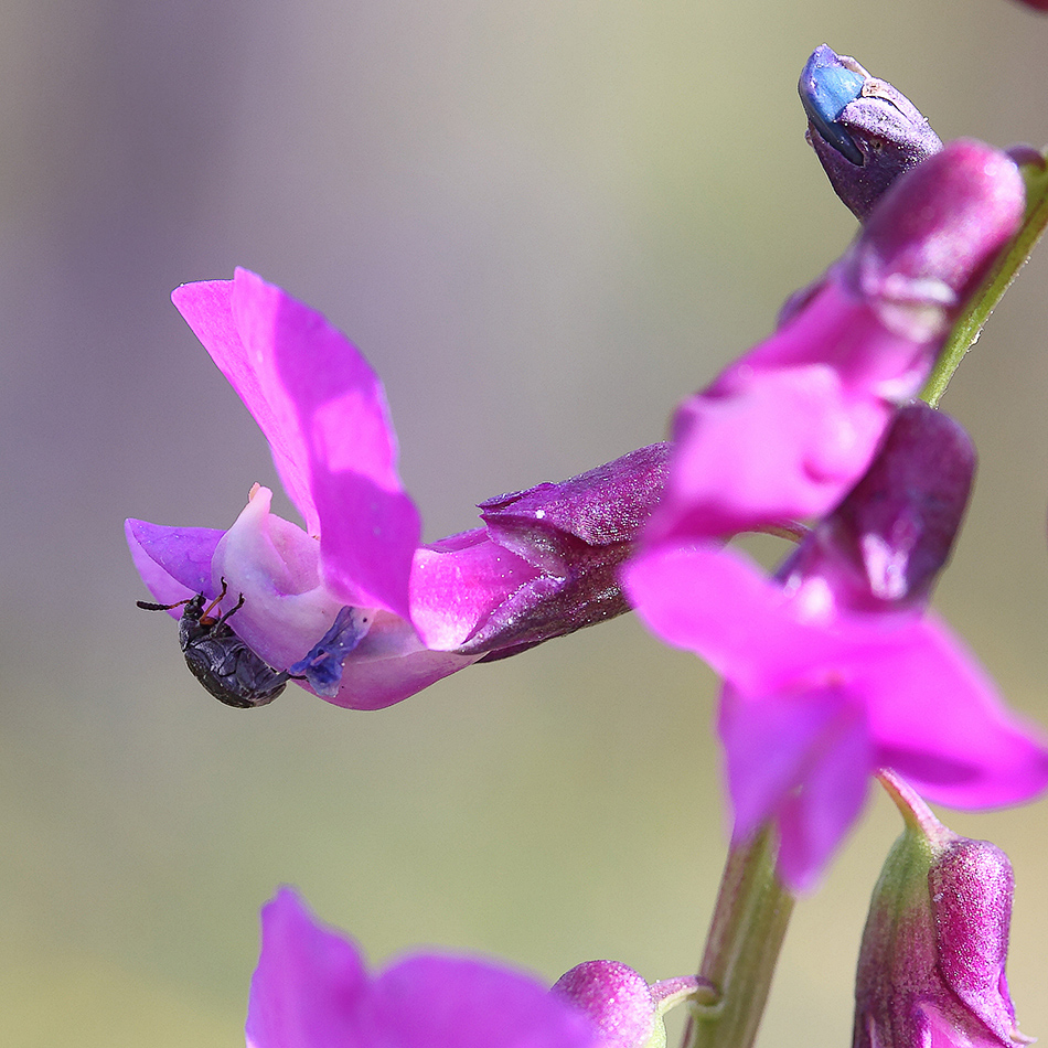 Изображение особи Lathyrus vernus.