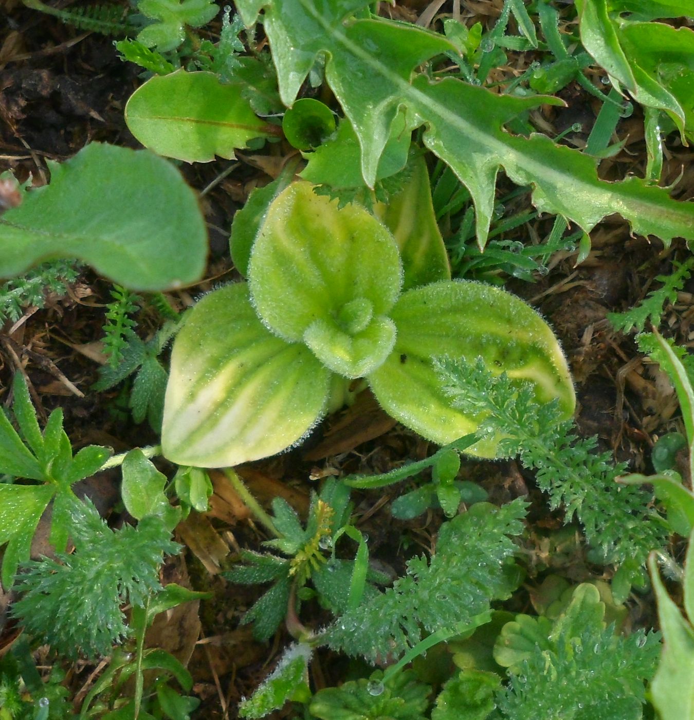 Image of Plantago media specimen.