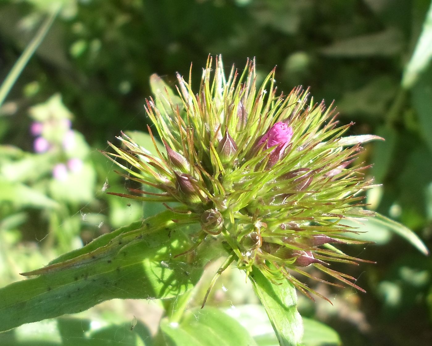 Изображение особи Dianthus barbatus.