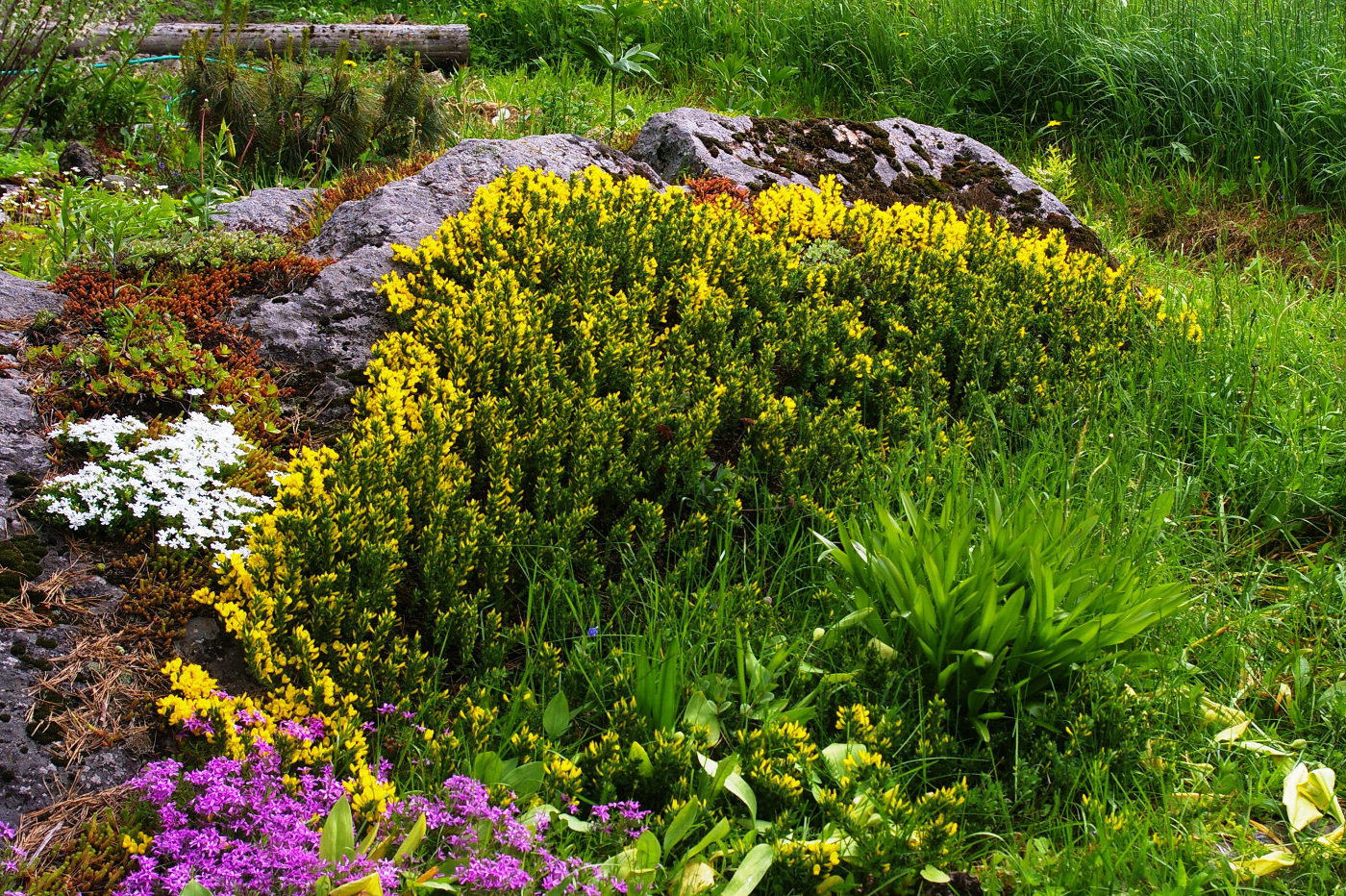 Изображение особи Cytisus decumbens.