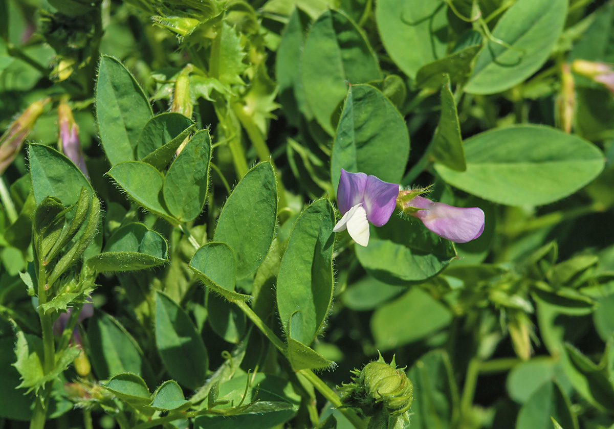 Изображение особи Vicia bithynica.