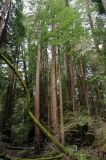 Sequoia sempervirens