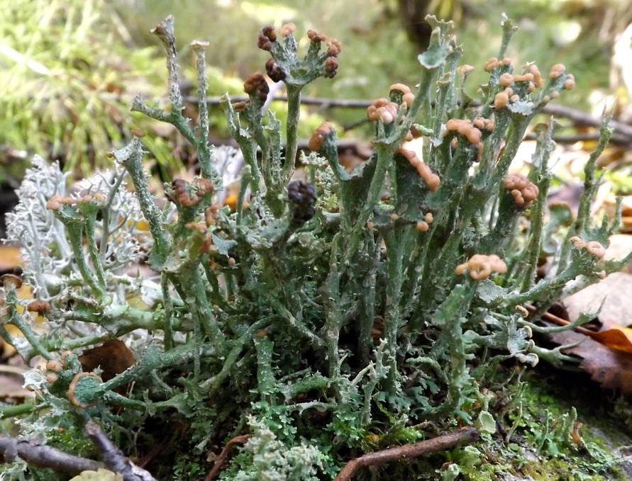 Изображение особи род Cladonia.