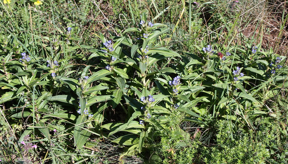 Image of Gentiana cruciata specimen.