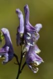 Aconitum leucostomum. Верхушка побега с цветками. Джунгарский Алатау. Казахстан, Алматинская обл., Ескельдинский р-н, левый берег р. Коксу, лесистое ущелье притока, сбегающего с пер. Онар, 1910 м н.у.м. 17.08.2016.