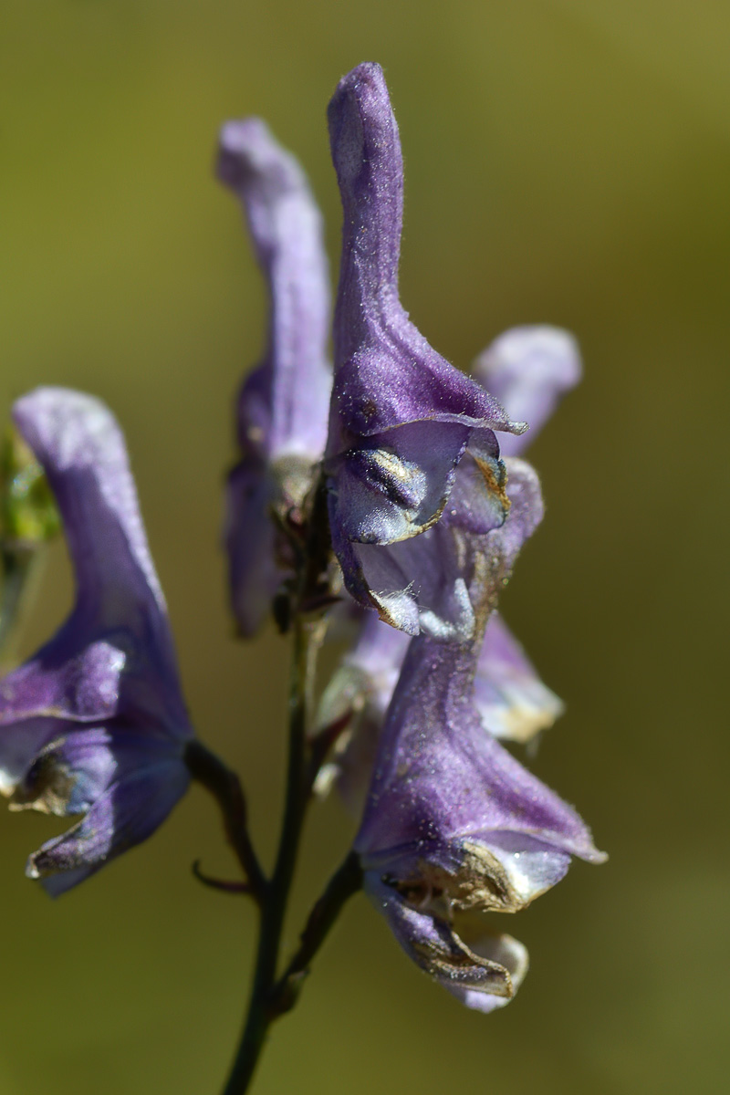 Изображение особи Aconitum leucostomum.