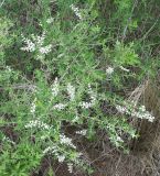 Aloysia gratissima