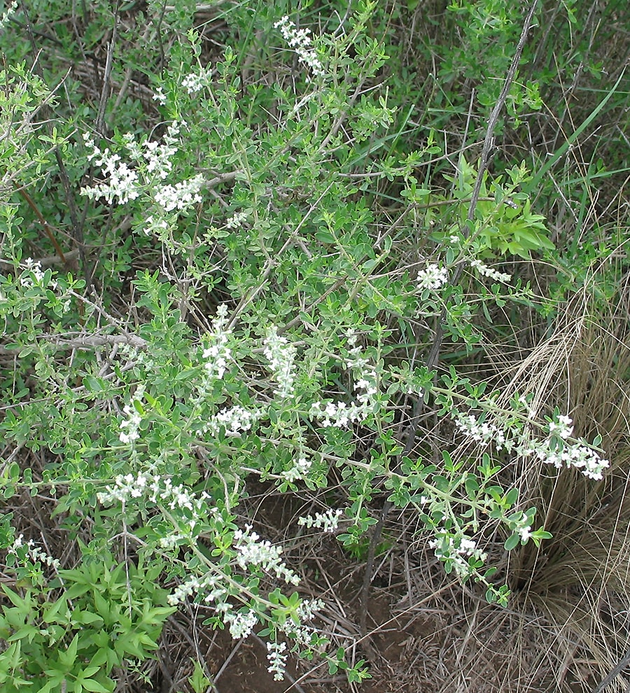 Изображение особи Aloysia gratissima.