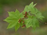 Acer pseudosieboldianum