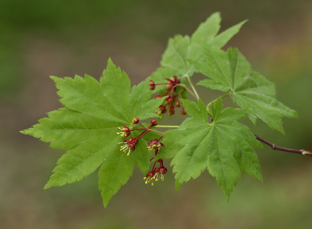 Image of Acer pseudosieboldianum specimen.
