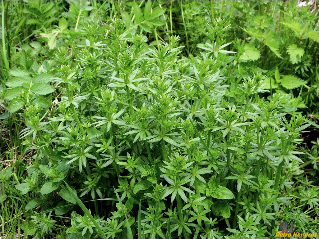 Изображение особи род Galium.