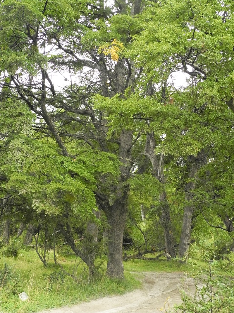 Image of Nothofagus dombeyi specimen.